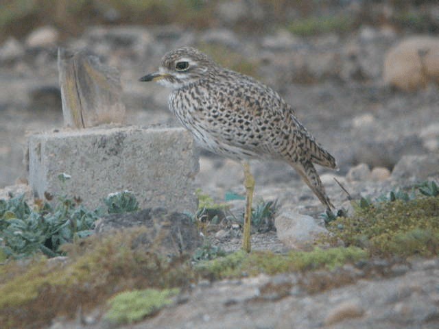 Spotted Thick-knee - ML201240911