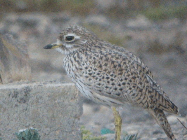 Spotted Thick-knee - ML201240921