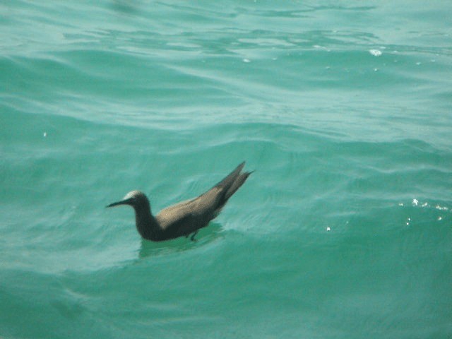 Brown Noddy - ML201240981