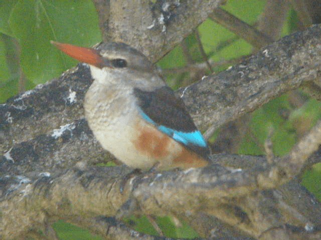 Gray-headed Kingfisher - ML201241011