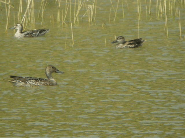 Northern Pintail - ML201241131