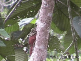 Black-striped Woodcreeper - ML201241171