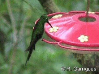 kolibřík císařský - ML201241261