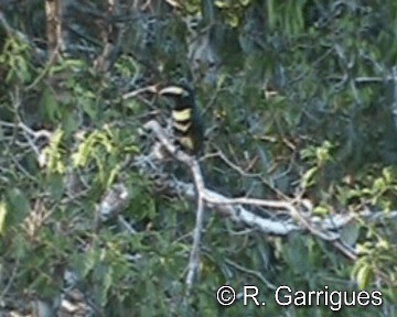 Many-banded Aracari - ML201241321