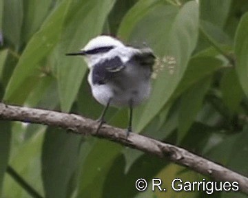Masked Water-Tyrant - ML201241421