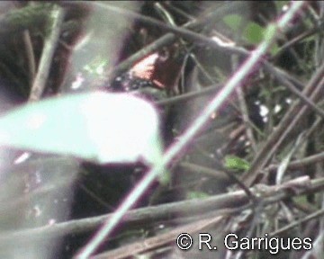 Ocellated Tapaculo - ML201241431