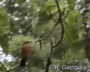 Carpintero Culirrojo - ML201241511