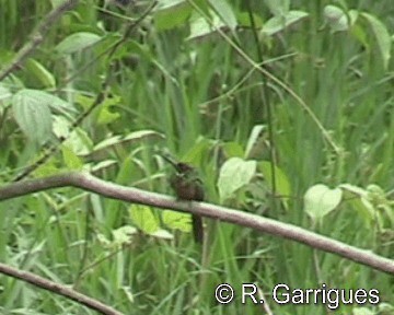 Rotschwanz-Glanzvogel (melanogenia) - ML201241521