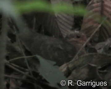 Colombe rouviolette (montana) - ML201241531