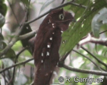 Rufous Potoo - ML201241551