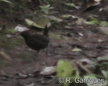 Rufous-breasted Antthrush - ML201241561