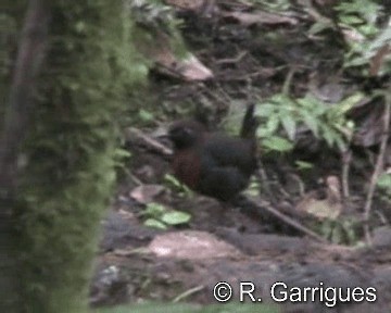 Rufous-breasted Antthrush - ML201241571