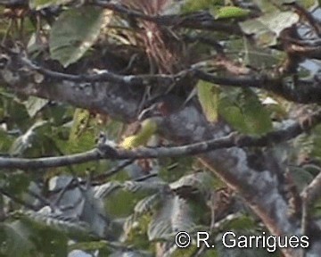 Rusty-margined Flycatcher - ML201241591