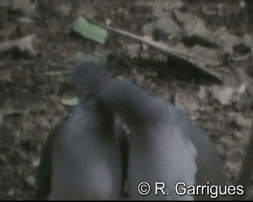 holub bledočelý [skupina verreauxi] - ML201241611