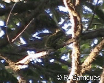 Scaled Fruiteater - ML201241621