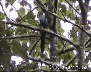 Turquoise Jay - ML201241641