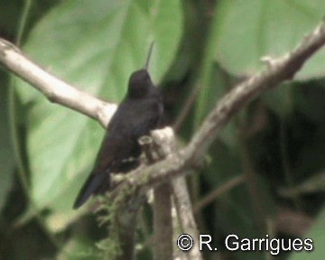 Rufous-gaped Hillstar - ML201241701