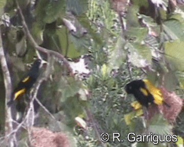 Yellow-rumped Cacique (Amazonian) - ML201241741