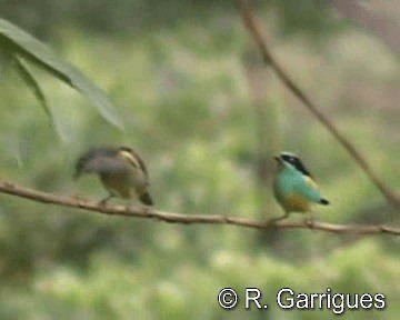 カオグロヒワミツドリ（egregia／aequatorialis） - ML201241751