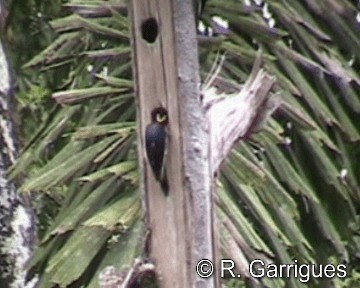 Yellow-tufted Woodpecker - ML201241761