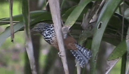 Band-backed Wren - ML201241781