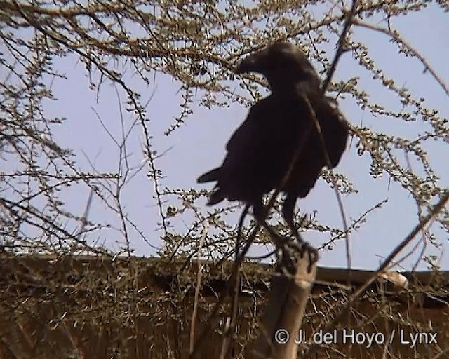 Fan-tailed Raven - ML201241831