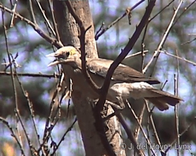 Wattled Starling - ML201241841