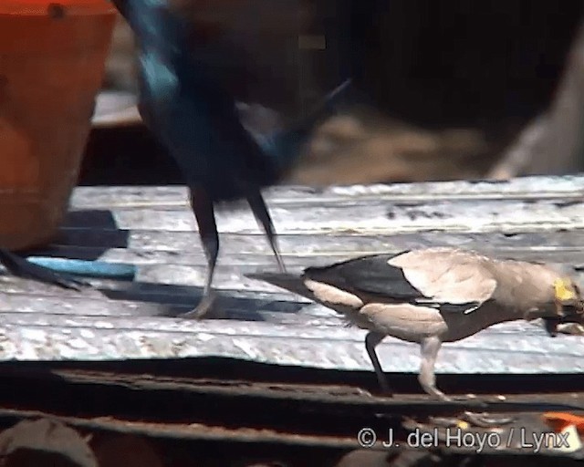 Greater Blue-eared Starling - ML201241851