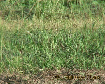 Paddyfield Pipit - ML201241911