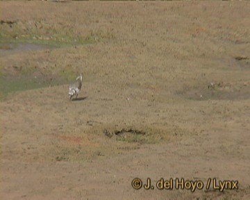 Little Ringed Plover (dubius/jerdoni) - ML201241921