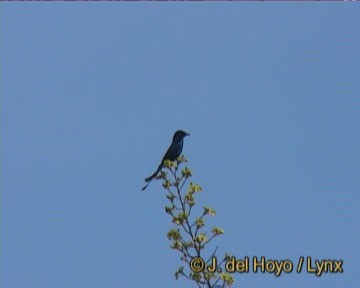 Black Drongo - ML201241931