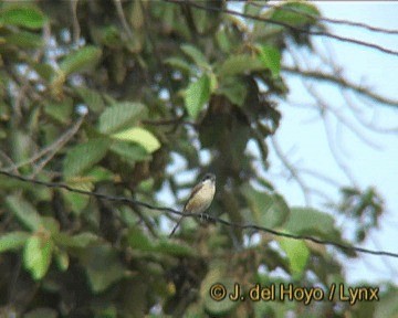 Burmese Shrike - ML201241951