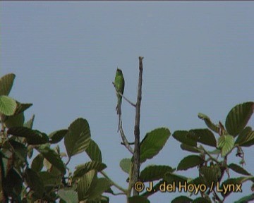 Asian Green Bee-eater - ML201241971