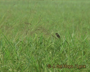 Amur Stonechat - ML201241981