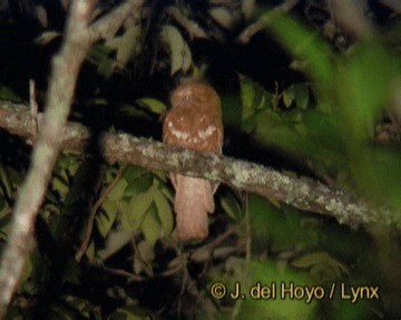 Hodgson's Frogmouth - ML201242001