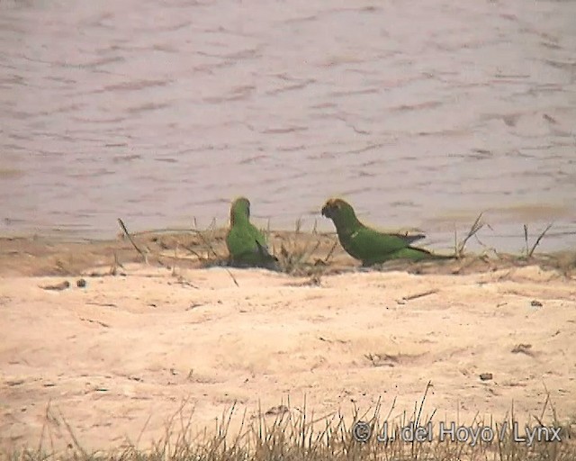 Peach-fronted Parakeet - ML201242021