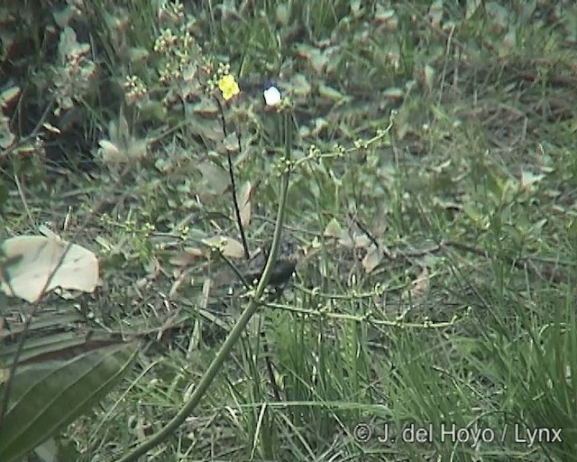 Long-tailed Reed Finch - ML201242081