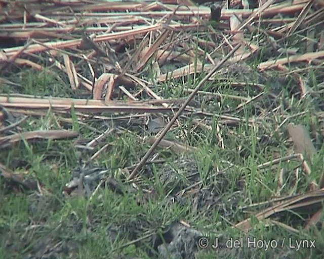 Red-crested Cardinal - ML201242111