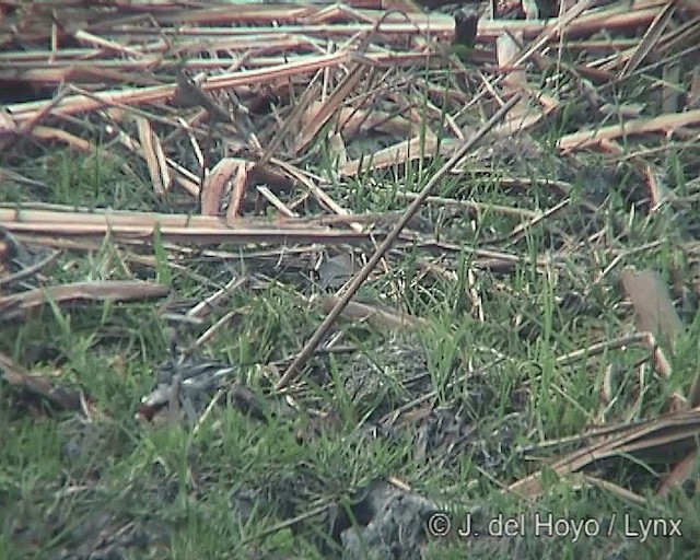 Red-crested Cardinal - ML201242111