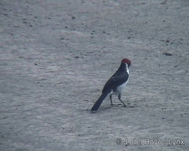 Red-capped Cardinal (Bolivian) - ML201242121