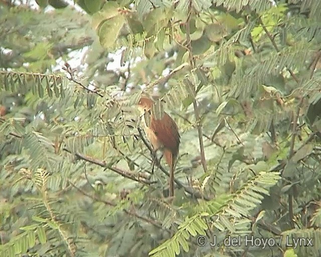 Greater Thornbird - ML201242151