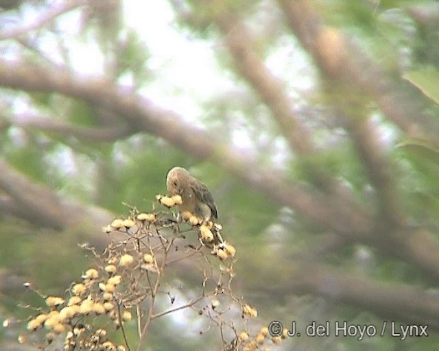 Double-collared Seedeater - ML201242201