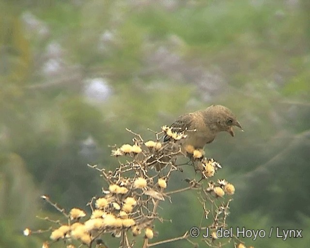 Double-collared Seedeater - ML201242211