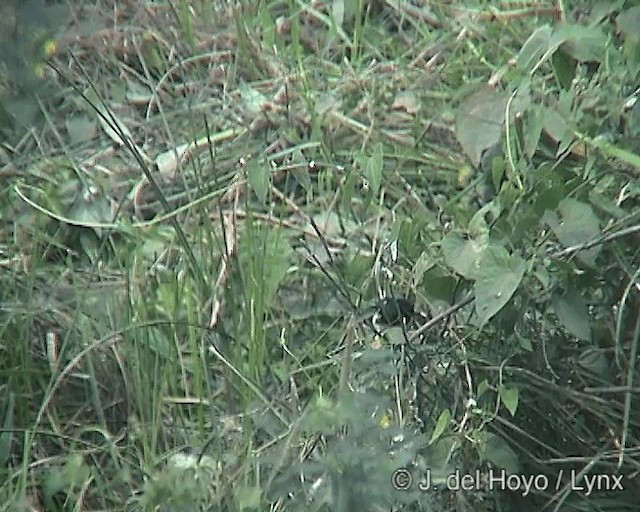 White-bellied Seedeater - ML201242231