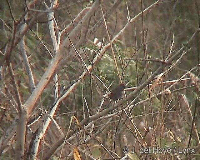 Synallaxe cendré - ML201242241