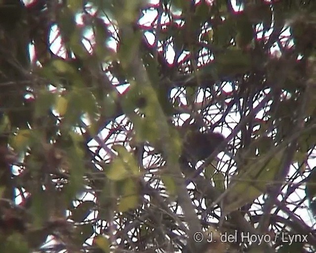 Synallaxe cendré - ML201242251