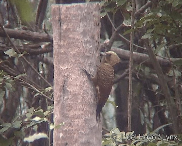 Pale-crested Woodpecker - ML201242351