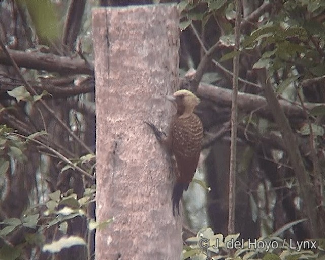 Pale-crested Woodpecker - ML201242361