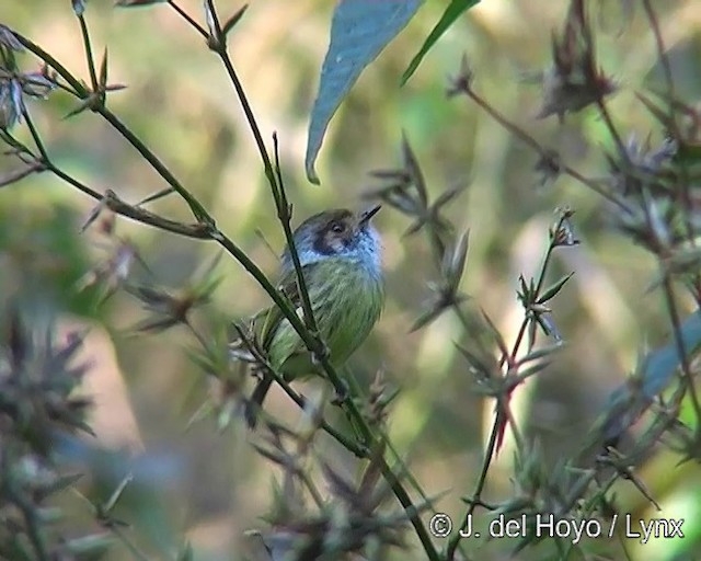 Eared Pygmy-Tyrant - ML201242491