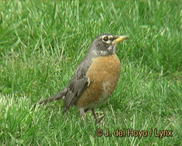 American Robin (migratorius Group) - ML201242501